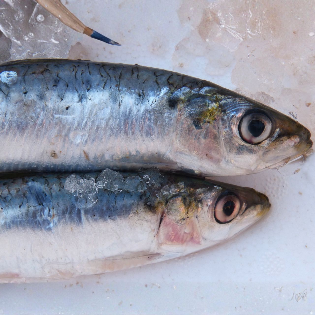 Sardinha Congelada Portuguesa ao Quilo Gi Supermercado