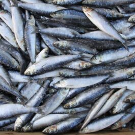 Sardinha Congelada Portuguesa Kg