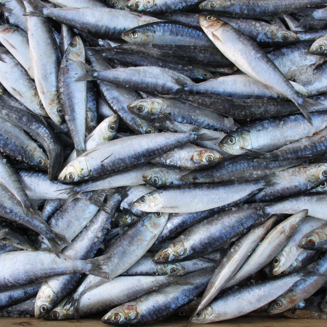 Sardinha Congelada Portuguesa ao Quilo Gi Supermercado