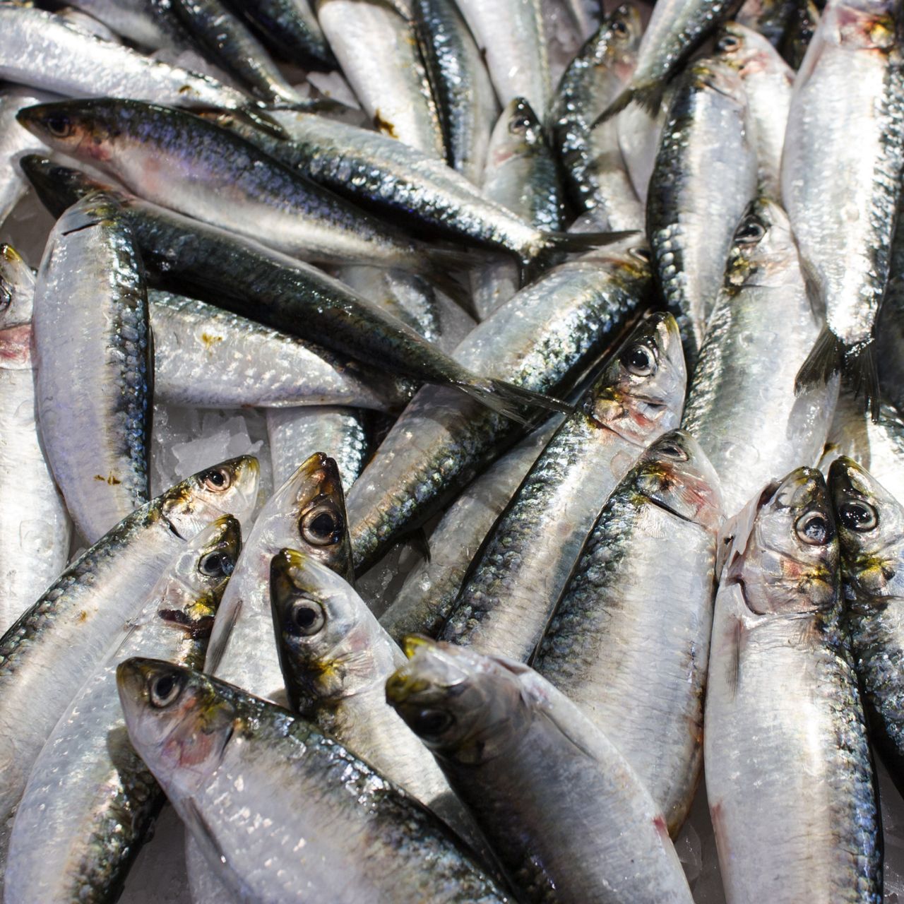 Sardinha Congelada Portuguesa ao Quilo Gi Supermercado
